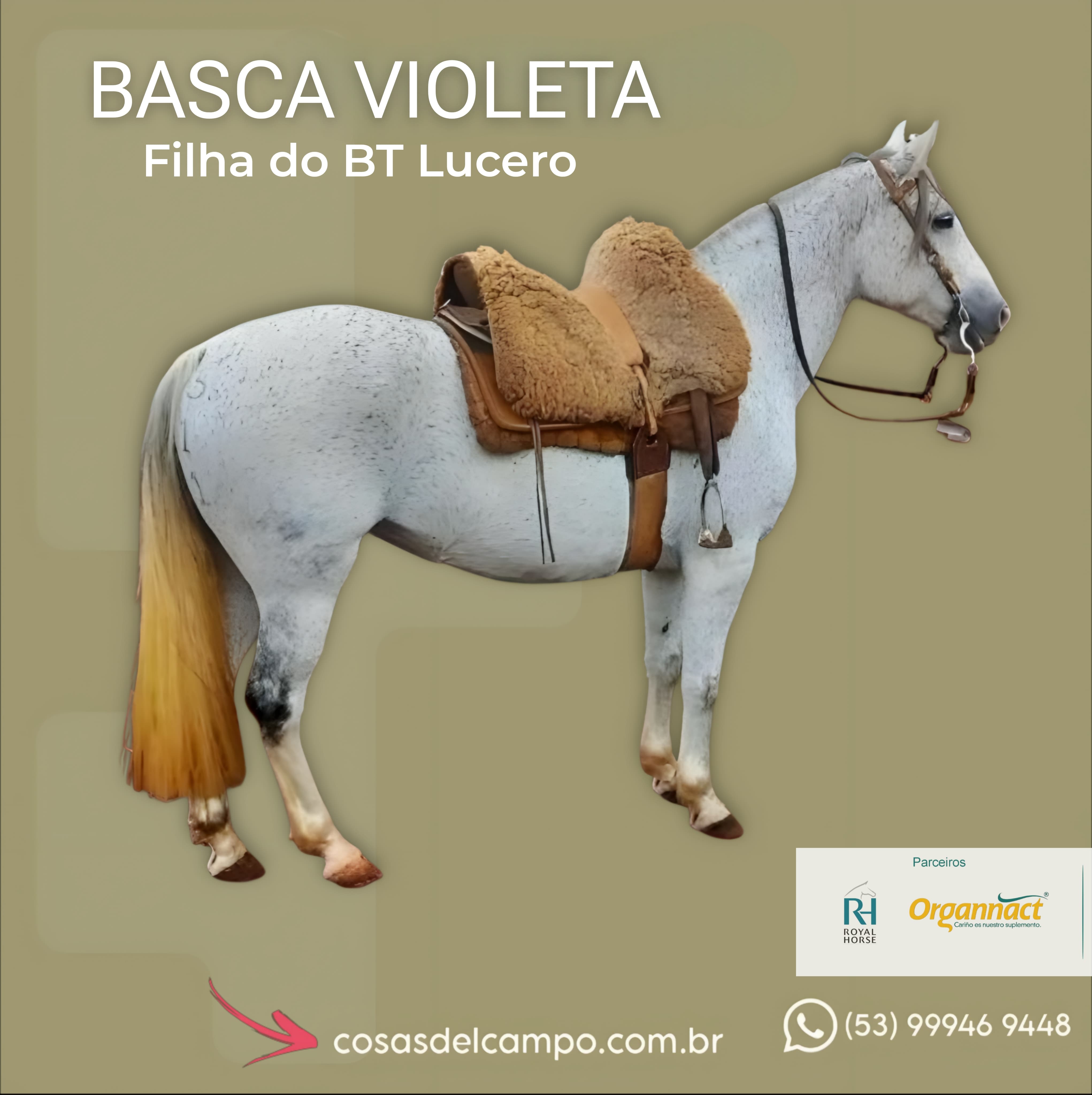 BASCA VIOLETA