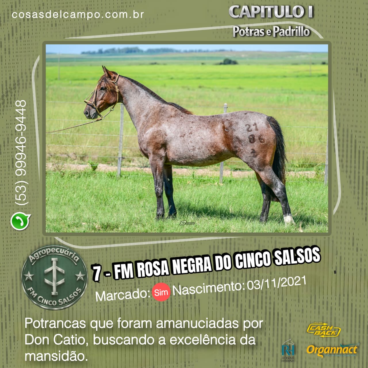 Potras FM Cinco Salso - lote 1