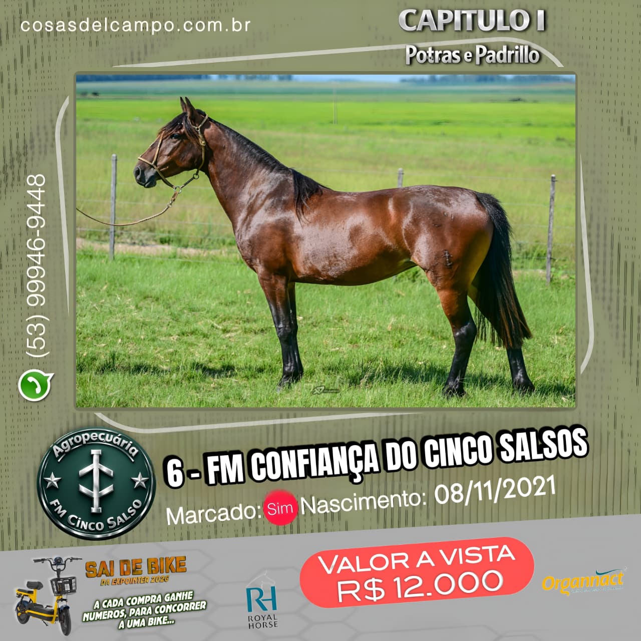 Potras FM Cinco Salso - lote 6