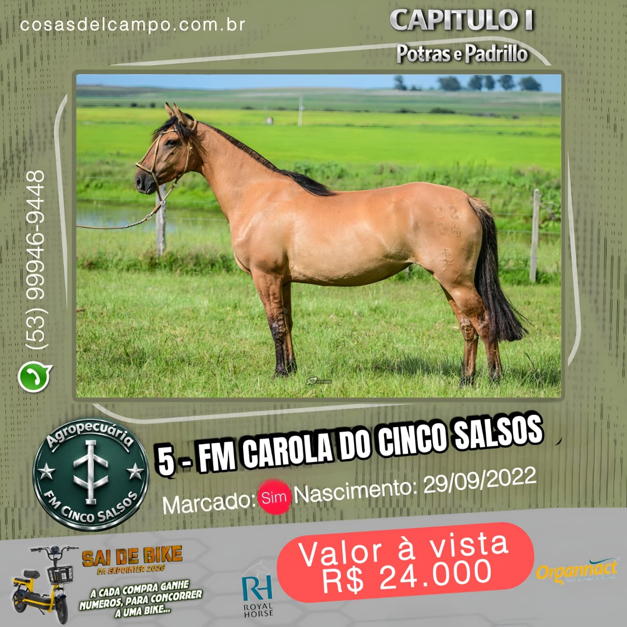 Potras FM Cinco Salso - lote 1