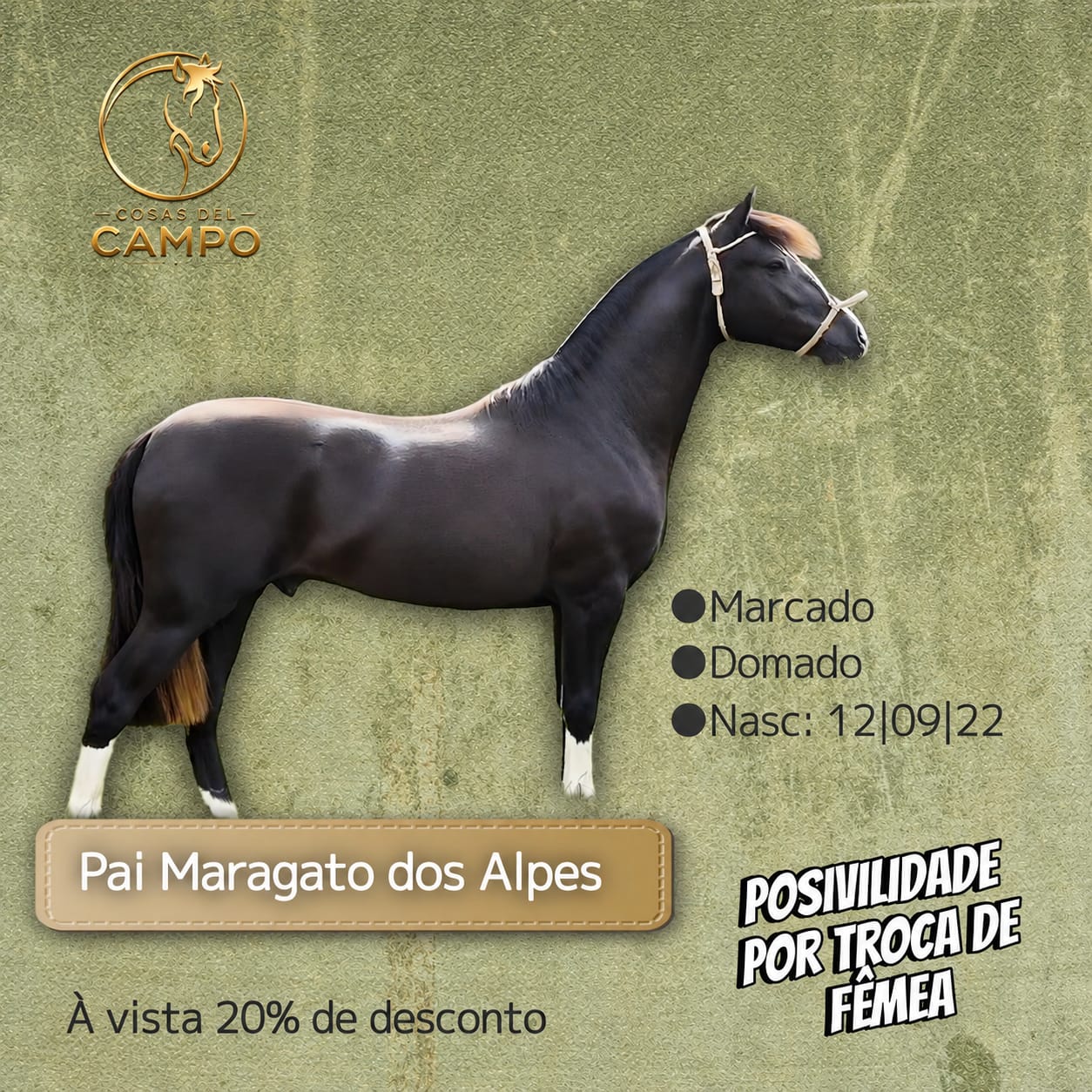 Filho do Maragato dos Alpes 