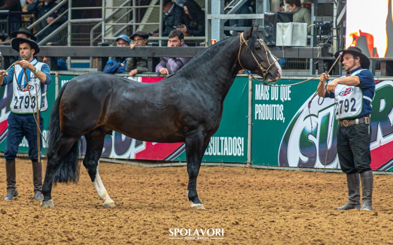 OPORTUNO DA ASKATASUNA I cota , Cavalo Crioulo à venda