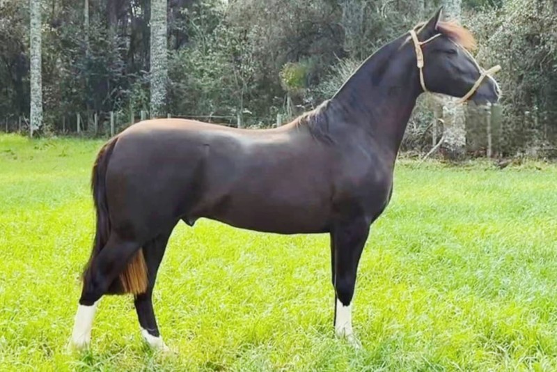 FILHO DO MARAGATO DOS ALPES , Cavalo Crioulo à venda