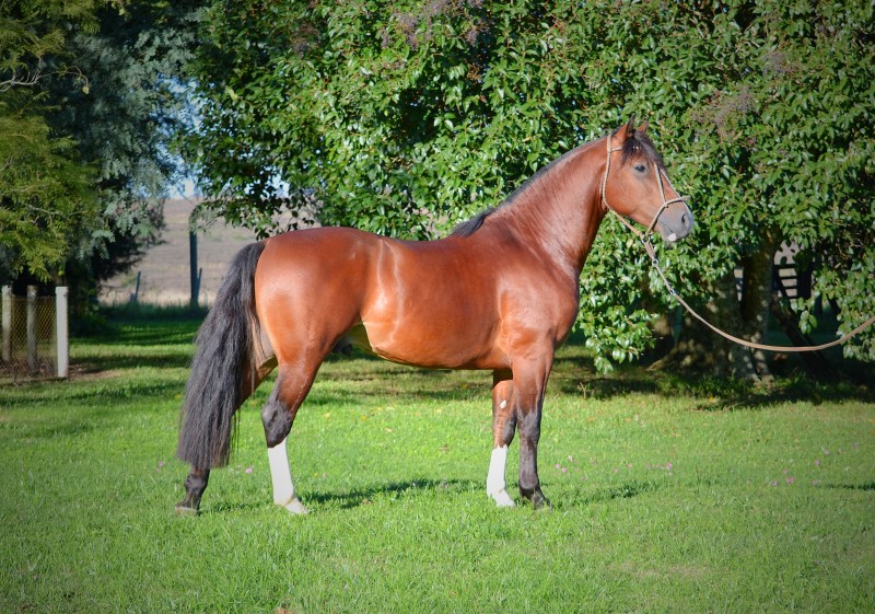 CAMPERO DA PANADERO, Cavalo Crioulo à venda