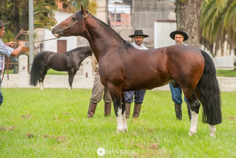 RZ MALO ABRIGO DA CARAPUÇA-TE , Cavalo Crioulo à venda