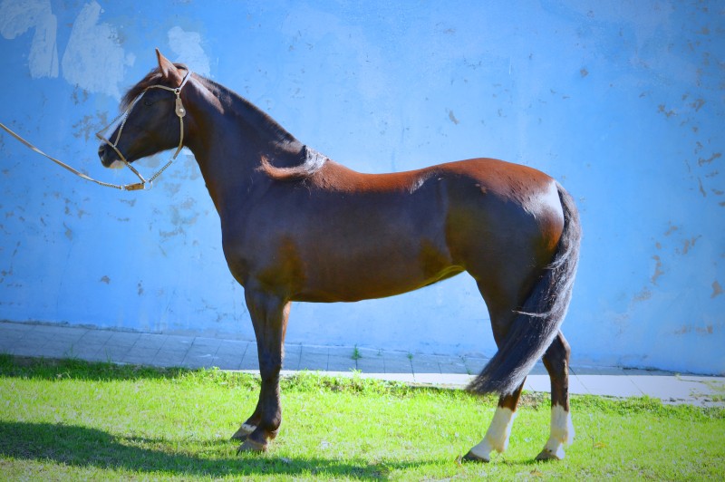 ALTIVA 250 DO ANGOERA, Cavalo Crioulo à venda