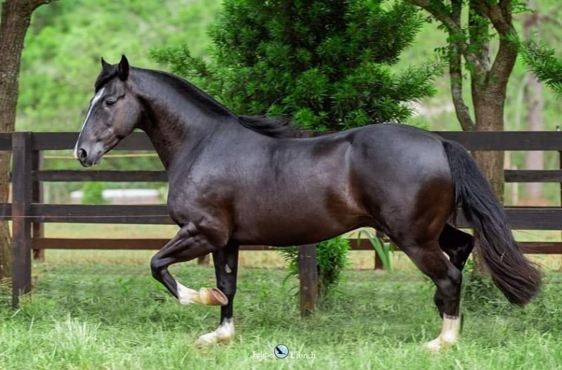 BUTIÁ COMÉDIAS, Cavalo Crioulo à venda