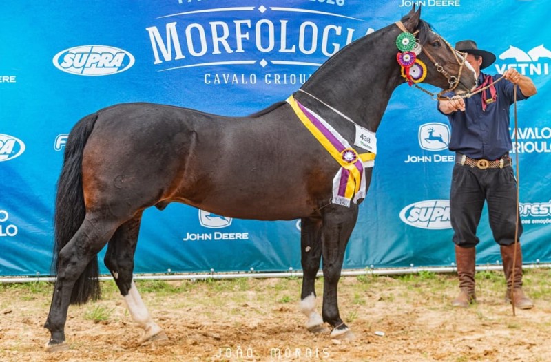 OPORTUNO DA ASKATASUNA , Cavalo Crioulo à venda