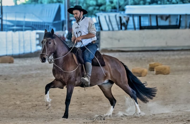 CONDESSA DA SANGUE NOBRE, Cavalo Crioulo à venda