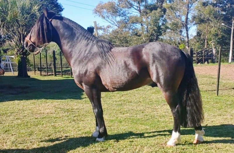 FANDANGO DAS RUAS ALTAS, Cavalo Crioulo à venda