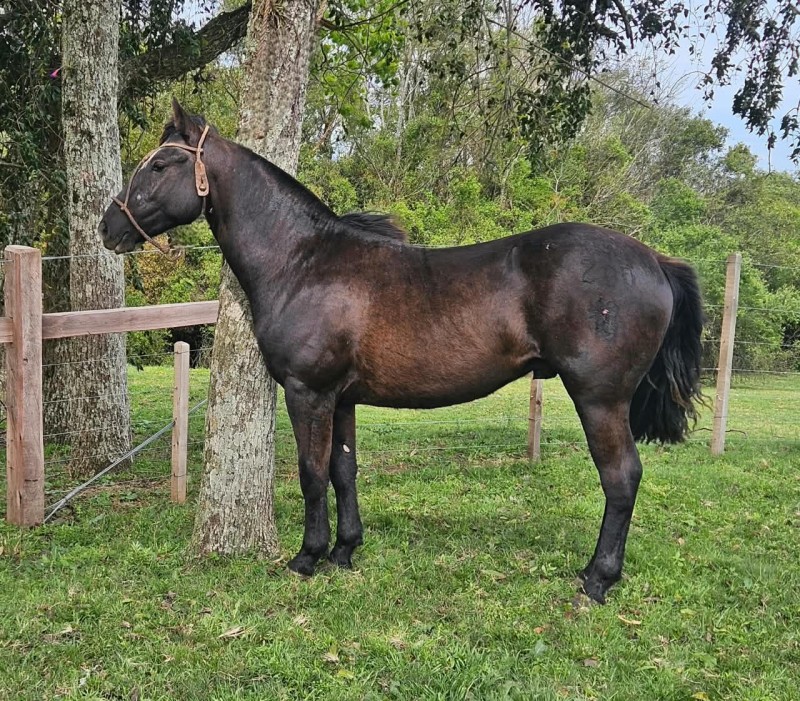 DEZOITO CORAZON PARTIDO, Cavalo Crioulo à venda