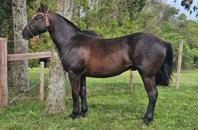DEZOITO CORAZON PARTIDO, Cavalo Crioulo à venda