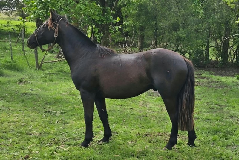 DEZOITO CORAZON PARTIDO, Cavalo Crioulo à venda