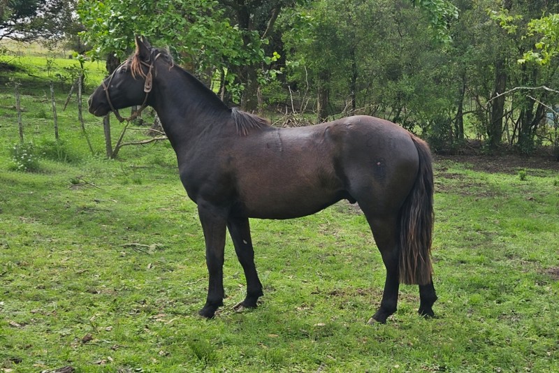DEZOITO CORAZON PARTIDO, Cavalo Crioulo à venda