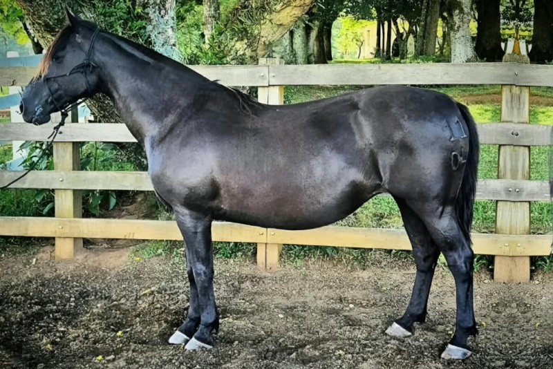 RZ BALA PERDIDA DA CARAPUÇA, Cavalo Crioulo à venda