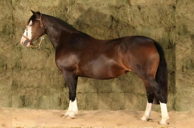 BASCA BIRMANIA , Cavalo Crioulo à venda