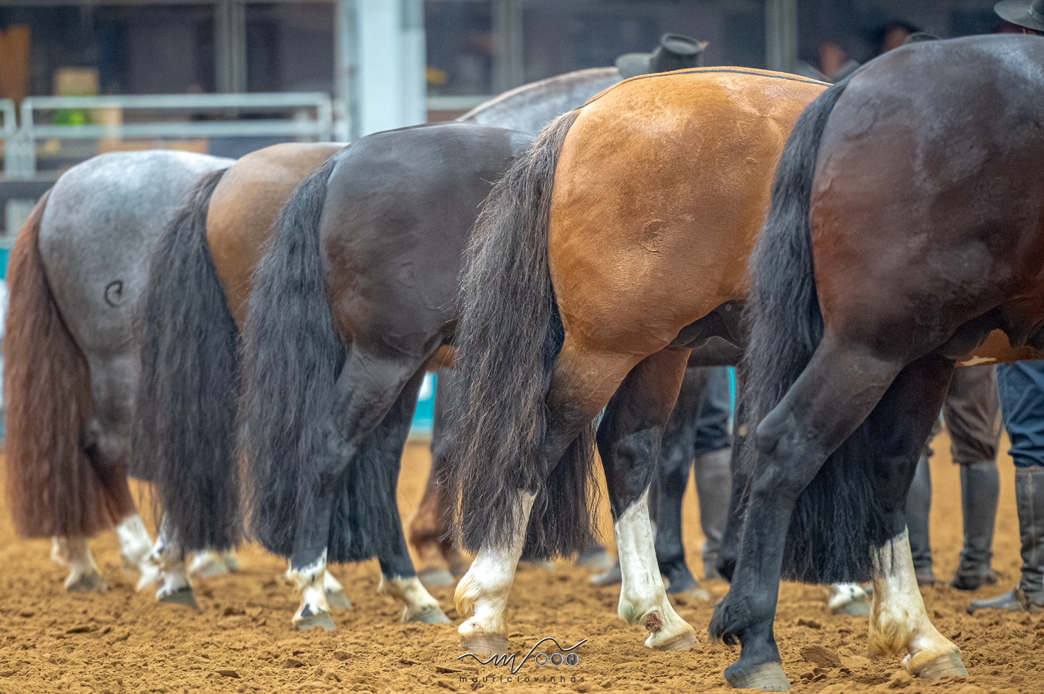 Ciclo 2027 do Cavalo Crioulo: confira as mudanças no Freio de Ouro, Morfologia e Registro de Mérito