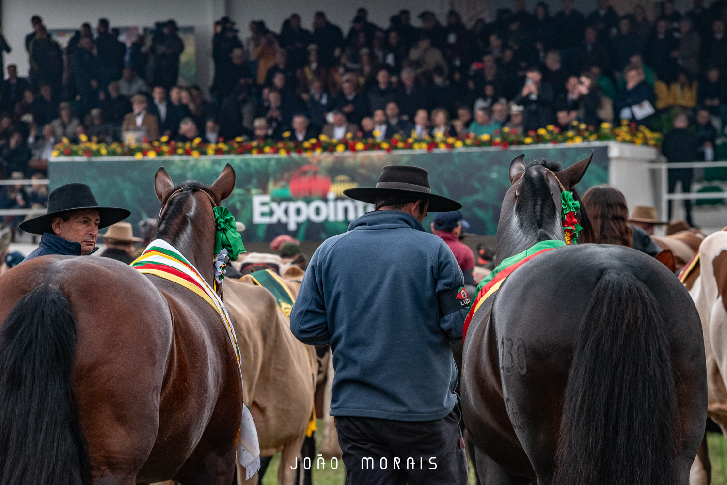 Raça Crioula terá recorde de participantes na Expointer 2026 