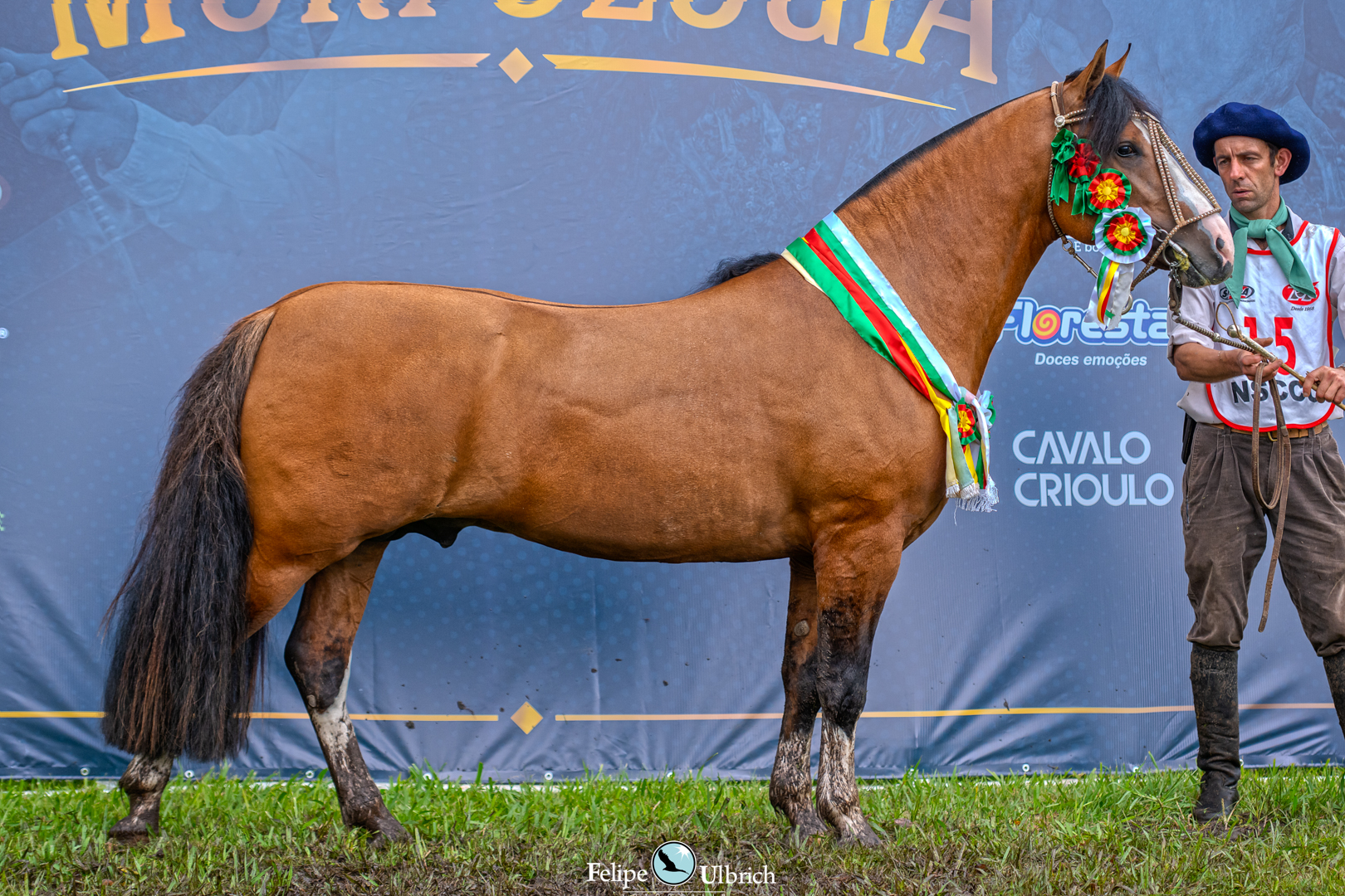 Santa Leta Monarca conquista Pelotas e segue rumo à Morfologia Expointer 2027