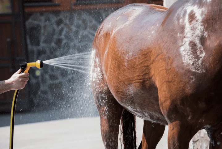 Cavalos Crioulos no verão: cuidados essenciais para enfrentar o calor