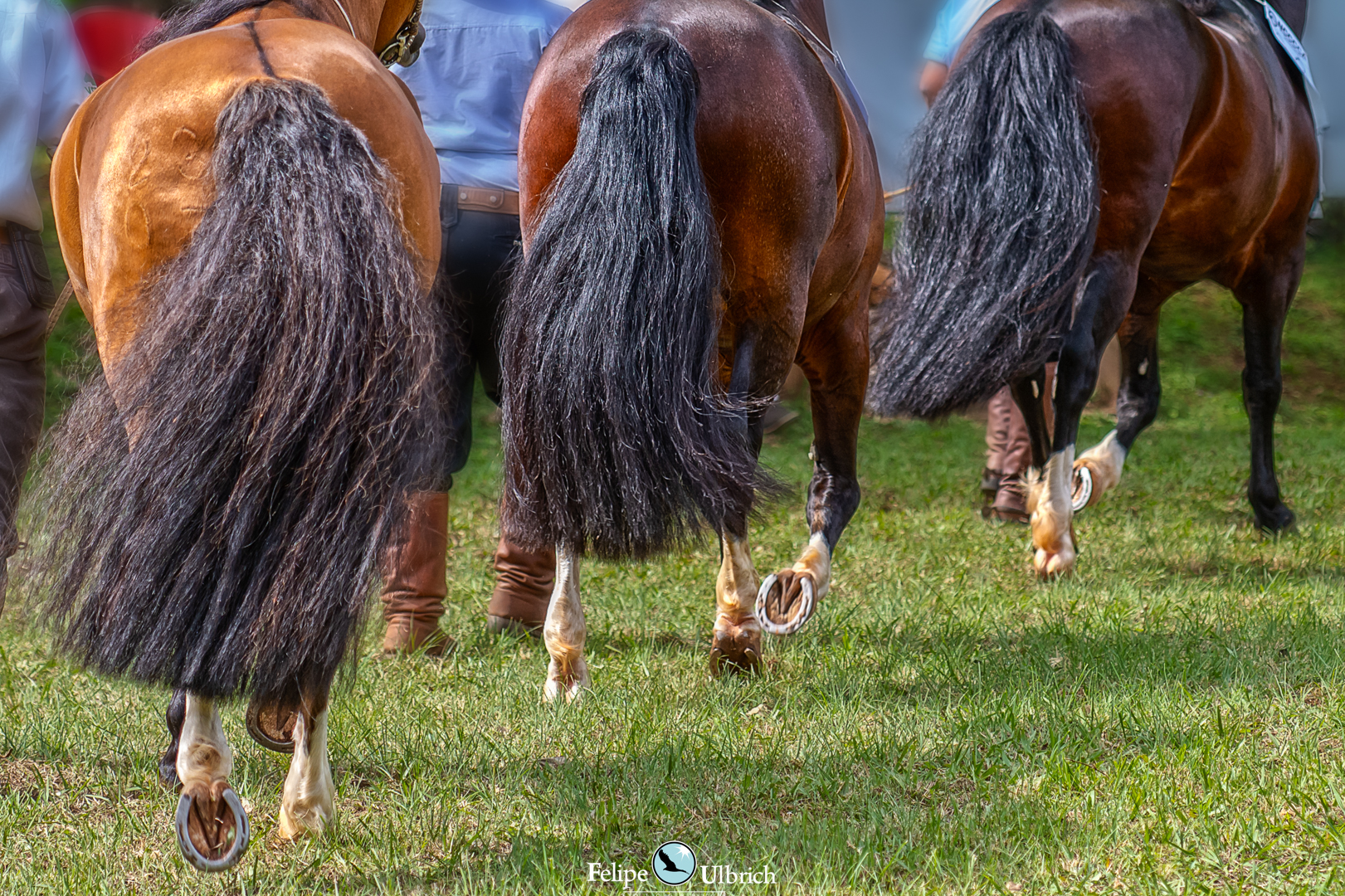 Brusque recebe sua primeira Morfologia Passaporte do Cavalo Crioulo