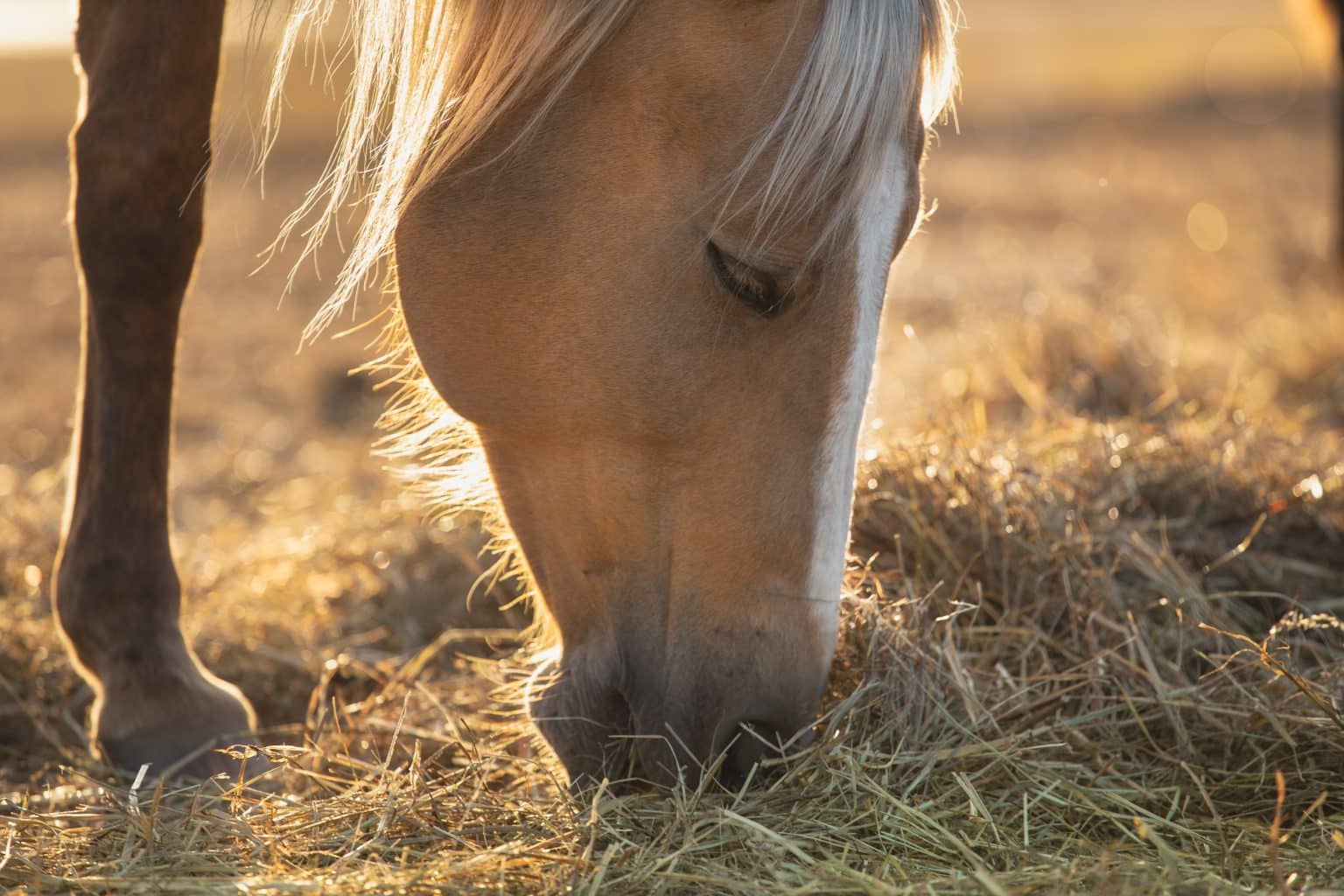 Alimentação do Cavalo Crioulo: cuidado que começa no campo