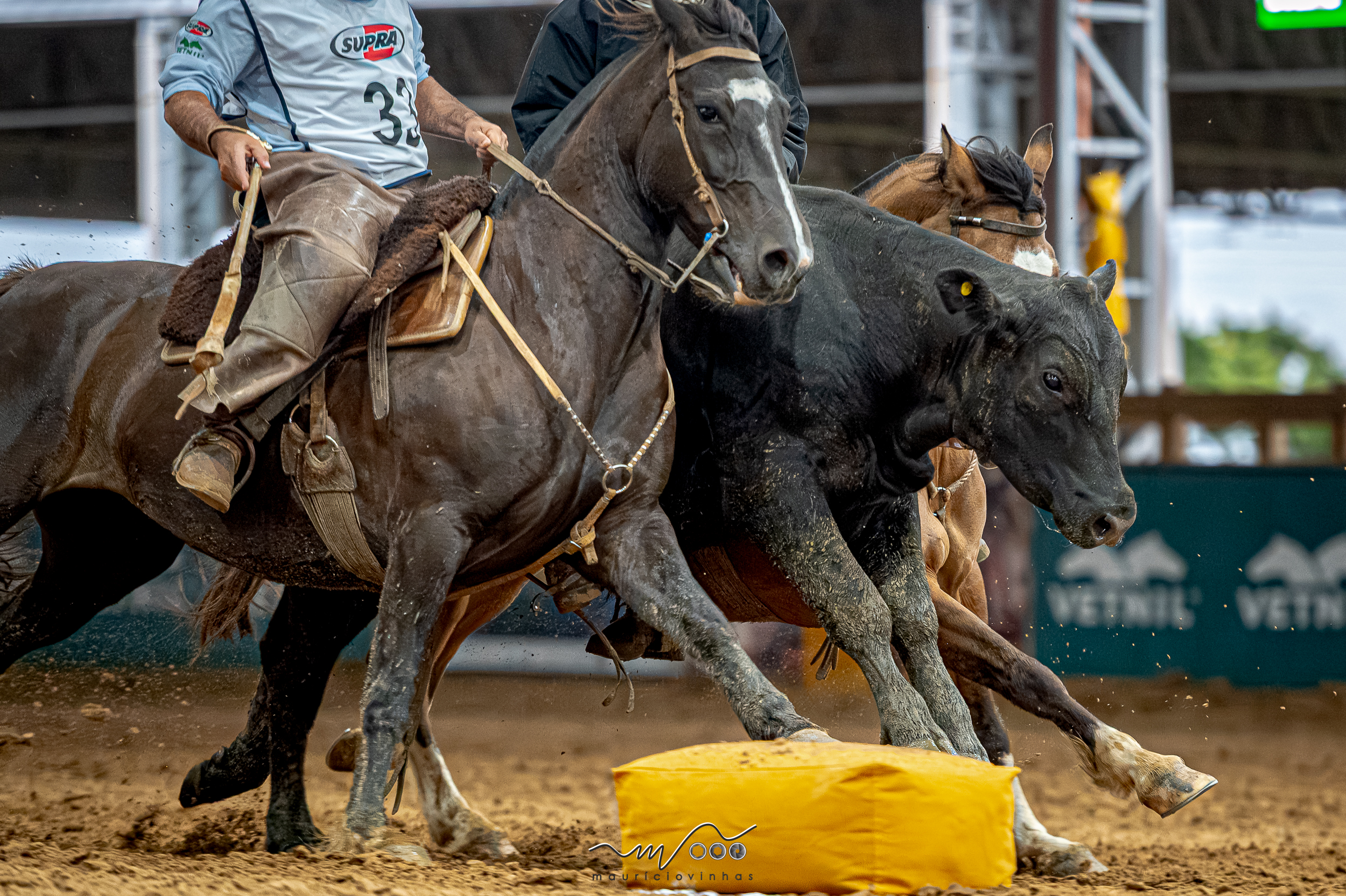 Cavalo Crioulo reúne Freio de Ouro, Morfologia e Supercopa Jovem em 12 dias de programação