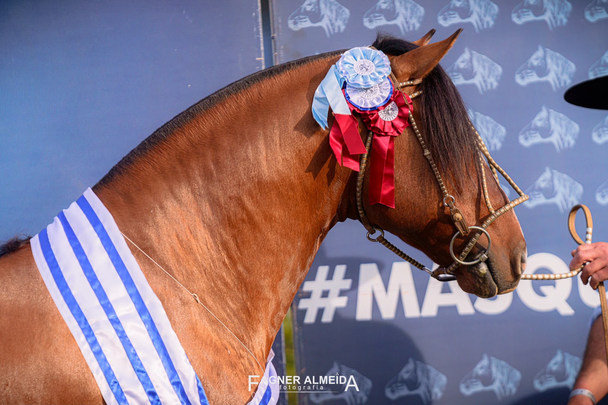 Tañido Buenazo volta ao topo e é Grande Campeão da Expo Prado 2026
