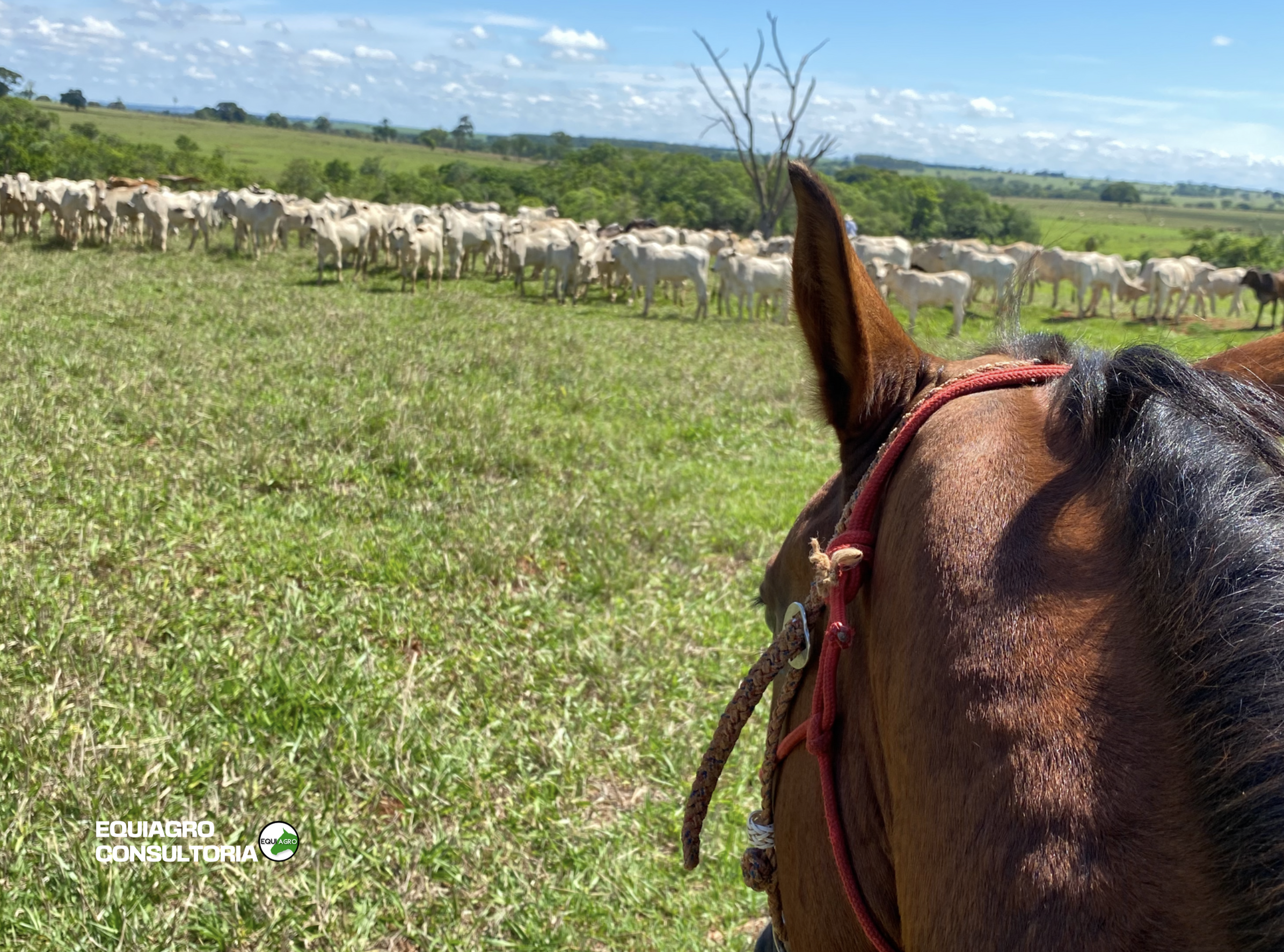 CAVALO CRIOULO 1